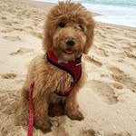 Jackson McGroodle Hopkins - @jackson_the_instapup - Instagram