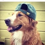 His Royal Highness Sir Jackson - @jackson_the_toller - Instagram