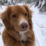 Jackson The Toller - @jacksonthetoller - Instagram