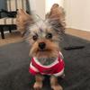 Jackson Vega - @yorkiejackvega - TikTok