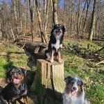 Jacky•Cookie•Sneaka•Kimba - @beshepherdgirls - Instagram