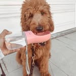 Jacky Miller ' Dogs World + - @jackymiller.dogsworld - Instagram