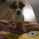 Джеки 🐾 - @jacky__russell - Instagram