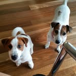 Bonnie and Archie - @jackyrussellduo - Instagram