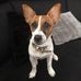Crunchy Jacky Russell - Facebook