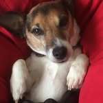 Jack - @itme_jackyrussell - Instagram