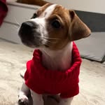JACKY 🐶🐾 - @jacky_russell_london - Instagram