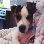 Jacky 🍪 - @jackyrusselldog - Instagram