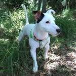 Jacky - @jackyrussell.j - Instagram