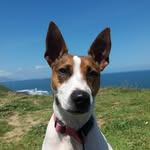 Jacky - @jackyrussell_dog - Instagram