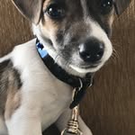 Jacky Russell - @russelljacky - Instagram