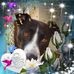 Jacky Russell - Facebook