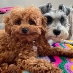 Jacky Russell - @jackyrussell91 - Instagram