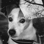Jacky Russell - @jacky.russell.7315 - Instagram