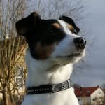 @jacky_russell_bella - Instagram