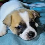 𝐉𝐚𝐜𝐤𝐲 𝐑𝐮𝐬𝐬𝐞𝐥𝐥 𝐓𝐞𝐫𝐫𝐢𝐞𝐫 - @jacky_russell_terrier - Instagram