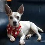 Jacky the Jack of all trades - @jackyrussellsg - Instagram