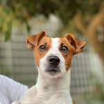 Jacky the Russell - @jackyrussell25 - Instagram