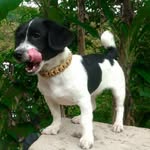 Jacky_Vlog - @jackyrussell_ - Instagram