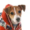 jackyrussell - @jackyrussell - TikTok