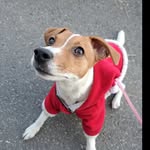 Raily - @jacky.russell.raily - Instagram
