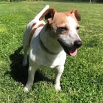 Rusty Jack Nipper 🐾 - @rusty.the.jackyrussell - Instagram