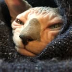 sphynxy - @_sphynxy__jackyrussell_ - Instagram