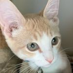 Jaclyn Harmon - @yepjustcats - Instagram