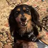 Jac - @jaclynlovesdogs - TikTok
