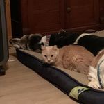 Jaclyn Willis - @05furbabies - Instagram