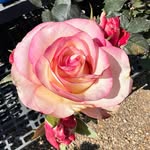 Jaclyn Young - @sunnyredhead - Instagram