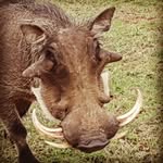 Jaco Coetzee - @jaco5380 - Instagram