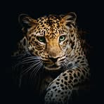 Jaco Nel - Facebook