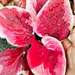 Jacob Villanueva Abarca - @traviesojaco - Instagram