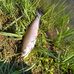 Jacob Althouse - Facebook
