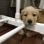 Jacob&Argo - @jacob_argo_ - Instagram
