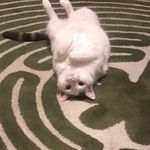 Short Animations - @jacob_batalon - Instagram