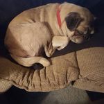 jacob beller - @jak_the_pug123 - Instagram