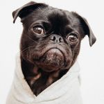 jacob beller - @jak_the_pug - Instagram