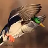 jacobbettis - @jacobbettis - TikTok