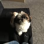 Ace The Puppy - @jacobbeverly4 - Instagram