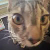 jacobies - @jacobiesfps - TikTok