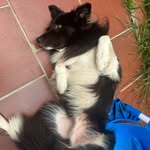 Jacob 🐶 - @jacob_border_collie - Instagram
