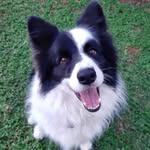 Jacob Armstrong - @jacob.bordercollie - Instagram