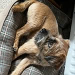 Jacob - @jacob_borderterrier - Instagram