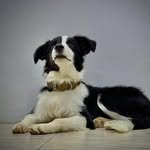 Jacob Paul 🐶 - @jacobthebordercollie - Instagram