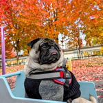 Jacob ThePug Canada - @jacobthepugcanada - Instagram