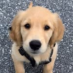Jacob Carmen - @thegoldenjacoboi - Instagram