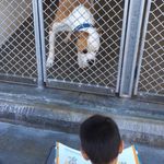 Jacob & Carson Shelter Dogs - @jacobcarsondogs - Instagram