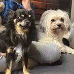 Cesar&Jacob 🐾🐶 - @jacob.cesar_chihuahua_maltes - Instagram
